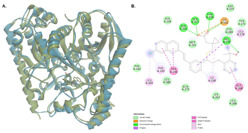 (A) The superposition of the protein-ligand complex at the end of the MD simulation over the initial structure (light green—initial conformation; light blue—final conformation); (B) 2D diagram of protein-ligand interactions between FAAH and montelukast after the 125 ns MD simulation.