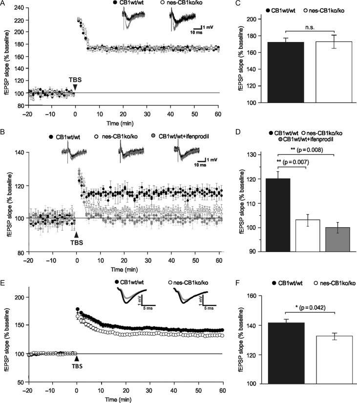Summary plots of the field EPSP (fEPSP) slope elicited in response to a test stimulus before (-20 to 0 min) and after (0 to 60 min) tetanic stimulation of the medial perforant path (MPP) in (A) nes-CB1ko/ko (n = 8 slices, two animals) and in CB1wt/wt (n = 9 slices, three animals) in presence of picrotoxin, 28 to 42 dptm, and (B) in nes-CB1ko/ko (n = 12 slices, four animals) and in CB1wt/wt in absence (n = 11 slices, four animals) or presence (n = 8 slices, three animals) of ifenprodil, 28 to 42 dptm. (C, D) Averaged potentiation levels during the last 5 minutes of LTP in the conditions depicted in A and B respectively. **P < 0.01, one-way ANOVA. (E) fEPSPs were recorded in CA1 region by stimulating Schaffer collateral axons of area CA3. Acute slices of nes-CB1ko/ko mice (n = 16 slices, four animals) displayed an LTP curve that is significantly different to that of littermate controls (n = 23 slices, five animals). (F) Averaged potentiation levels during the last 5 minutes of LTP are significantly lower in nes-CB1ko/ko than in CB1wt/wt mice, *P < 0.05, two-tailed unpaired Student’s t-test, t = 2.102. Data are represented as mean ± SEM.