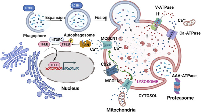 CB2R pro-autophagy effect. Lysosomal CB2R activation results in release of intra-lysosomal Ca2+ through MCOLN1 (Mucolipin TRP Cation Channel 1). The released Ca2+ tethers mitochondria to lysosomes and some Ca2+ ions are transferred to the mitochondria where less ROS is then produced. Calcineurin (CaN) is also activated that then dephosphorylates TFEB causing its translocation to nucleus, downstream of which autophagosomes and lysosomes are generated. Green arrows represent CB2R stimulation of MCOLN1 to release Ca2+ ions that enter mitochondria and activate calcineurin (CaN) for TFEB nuclear translocation. V-ATPase, vacuolar-type ATPase; Ca-ATPase, Calcium ATPase; AAA-ATPase, ATPases Associated with diverse cellular activities.