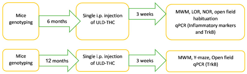 Study design. The 5xFAD tg mice model at different ages and their WT littermates were treated with a single i.p. injection of either ULD-THC or a vehicle and tested for short- and long-term spatial memory three weeks later.
