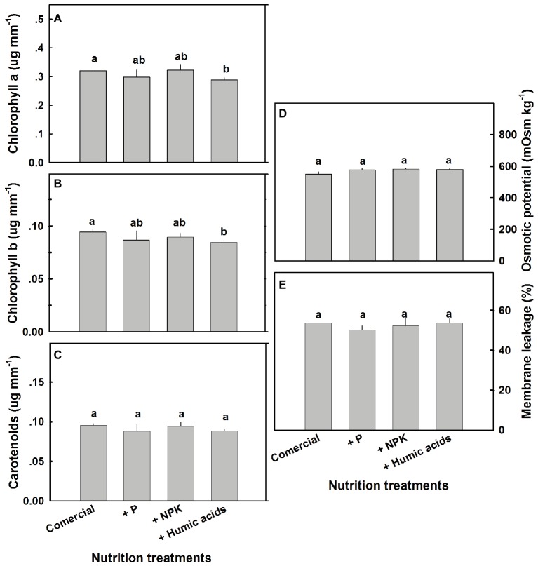 Photosynthetic pigments, osmotic potential, and membrane leakage in cannabis leaves. Chlorophyll a (A), chlorophyll b (B), carotenoids (C), osmotic potential (D), and membrane leakage (E) of fan leaves. Data are averages ±SE (n = 6). Different small letters above the bars represent significant differences according to Tukey’s HSD test, at α = 0.05.