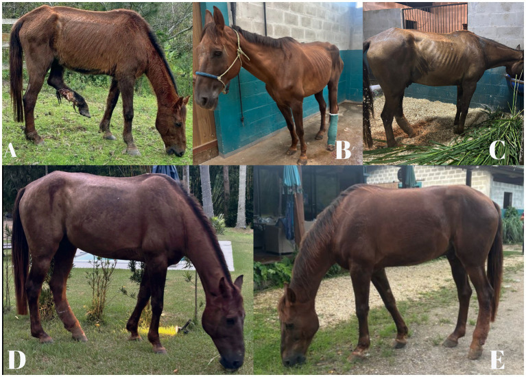 Correção Panel A: Panel A shows a thin brown horse with visible ribs and a non-weight-bearing left hind leg, with an extensive ulcerated and granulomatous wound, grazing on grass outdoors. Correção do Panel B: Panel B presents an emaciated brown horse indoors with a bandaged left hind leg, standing against a blue wall. Correção Panel C: Panel C depicts an underweight brown horse in a stable, its ribs and hip bones clearly visible, eating from a trough near green foliage, with a bandaged left hind leg.