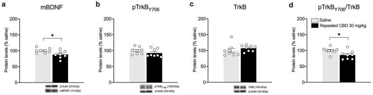 Effects of repeated CBD exposure on mBDNF and TrkB receptor protein levels in the mPFC. Rats were treated with repeated injections of 30 mg/kg for seven days and killed twenty-four hours after the last treatment. Protein levels of BDNF (a), phospho(p)-TrkBY706 (b), TrkB (c), and of the ratio pTrkB/TrkB (d) measured in the homogenate of mPFC are expressed as percentages of saline-treated rats. Below the graphs, representative immunoblots are shown for mBDNF (14 kDa), pTrkBY706 (145 kDa), TrkB (145 kDa), and β-Actin (43 kDa) proteins. Bar graphs represent the mean ± SEM from eight independent determinations for each experimental group. Unpaired Student’s t-test or Wilcoxon−Mann−Whitney test. * p < 0.05 vs. saline-treated rats. Saline n = 8, CBD 30 mg/kg n = 8.