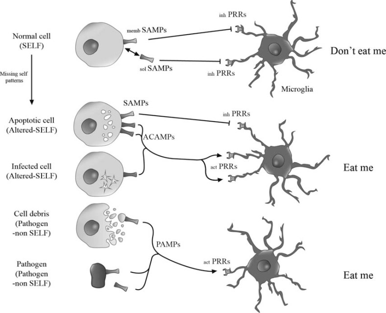 Roles of “eat me” and “don’t eat me” signals in the CNS innate immune responses. Scheme showing how microglial cells differenciate “self” from “non-self” cues.