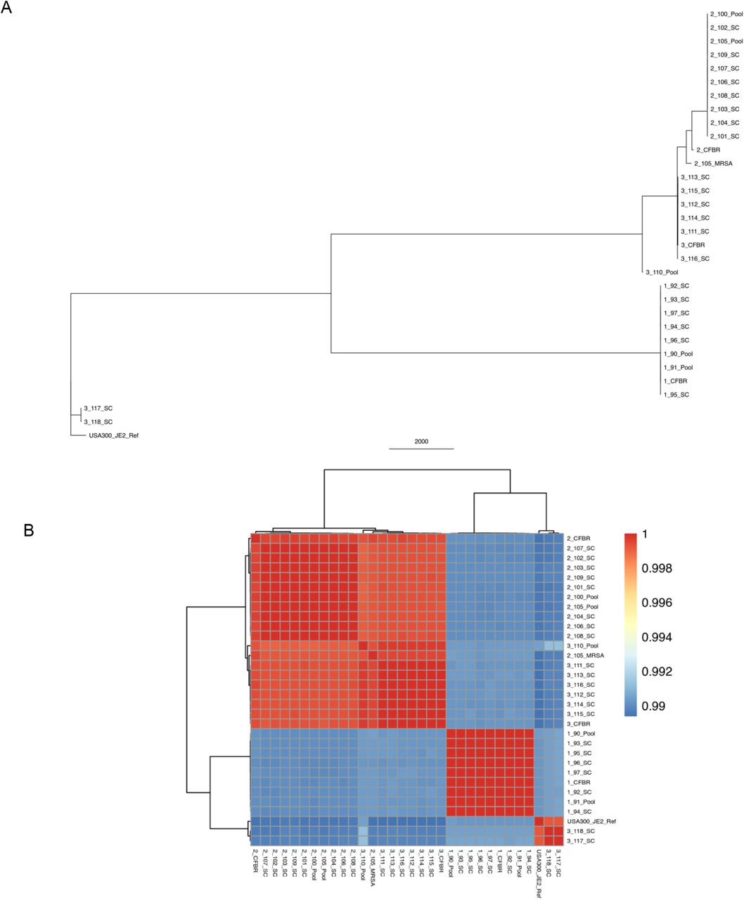 Genetic distances across all patient isolates.A) Phylogenetic tree based on SNP distances computed with the program Parsnp with USA300_JE2 as a reference. SNP distances range from 0 to 14,500. Phylogeny scale (2000) refers to pairwise SNP distance. B) Heatmap generated with the R-package pheatmap visualizing the ANI distances between all patient samples calculated using the python package pyANI. Scale is based on ANI difference (0.00 = 100% identical sequences).