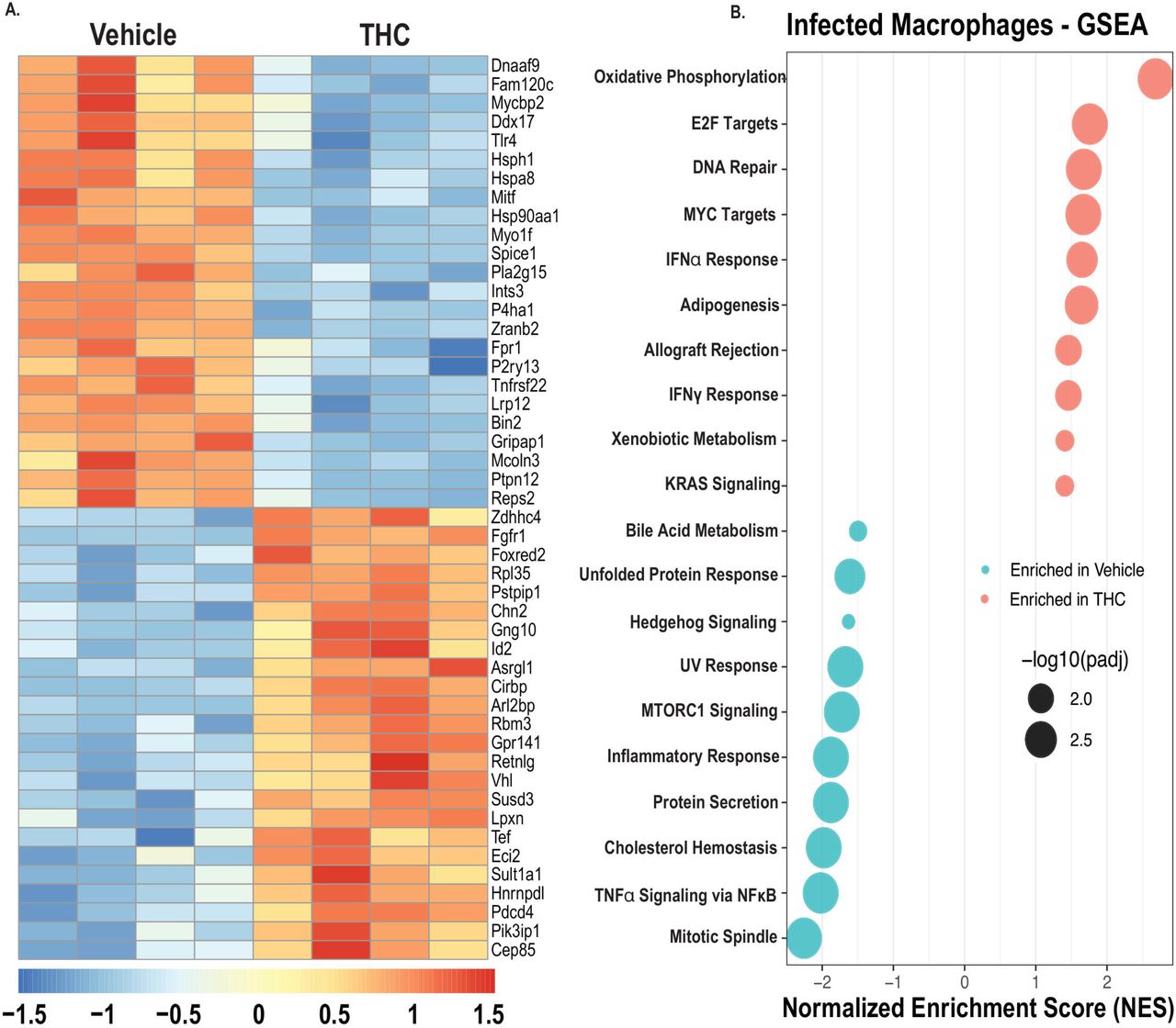 THC dampens inflammatory and remodeling macrophage programs during Nb induced inflammation.CD11c⁺ lung macrophage-enriched cells from vehicle and THC-treated Nb-infected mice were analyzed by bulk RNA sequencing. (A) Heatmap of the top 50 differentially expressed genes. (B) Hallmark gene set enrichment analysis. Genes shown in (A) met criteria of absolute log2 fold change > 1 and adjusted p value < 0.05 by DESeq2. GSEA pathways shown in (B) met adjusted p value < 0.05. Data are representative of 1 experiment with 7 mice per group pooled into 4 RNA sequencing libraries per group.