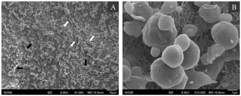 Cryo-SEM images of hemp seed oil bodies in an aqueous solution at 1000× (A) and 10,000× (B) magnification. For description of white and black arrows, please see text.