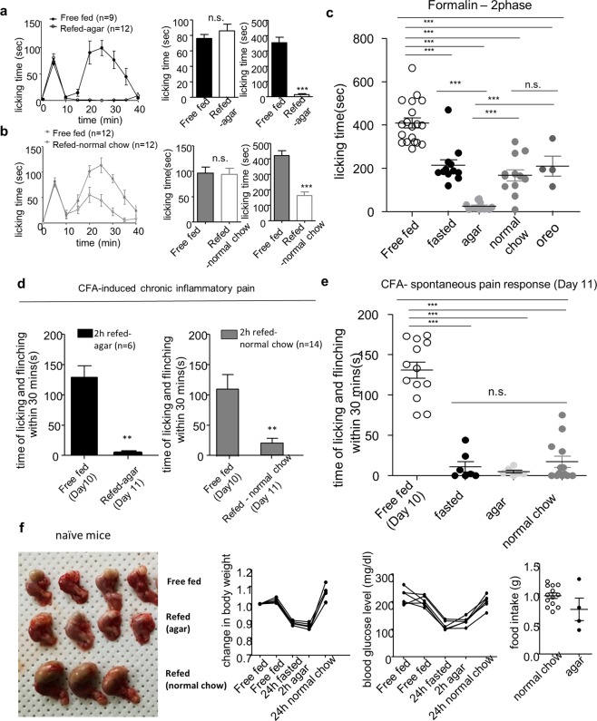 The analgesic effect of refeeding with non-calorie agar on inflammatory pain behavior. (a,b) Effect of 2 h refeeding non-calorie agar or normal chow on formalin-induced pain behavior; Free fed (n = 9), Agar-refed (n = 12), Free fed (n = 12), Normal chow-refed (n = 12). (c) Comparison of 2nd phase according to experimental groups; Free fed (n = 19), Fasted (n = 12), Agar-refed (n = 12), Normal chow-refed (n = 12), Oreo-refed (n = 4). (d) Effect of 2 h refeeding non-calorie agar or normal chow on CFA-induced spontaneous pain behavior; Agar-refed (n = 6), normal chow-refed (n = 14). (e) Comparison of CFA-induced spontaneous pain behavior on day 11 according to experimental groups; Free fed (n = 13), Fasted (n = 7), Agar-refed (n = 6), Normal chow-refed (n = 14). (f) Change in stomach size, body weight, blood glucose level and food intake after agar refeeding in naïve mice. Data are presented as mean ± SEM. **p < 0.01, ***p < 0.001 (a,b unpaired t-test, two-tailed, c,e one-way ANOVA followed by Bonferroni test, d paired t-test, two-tailed).