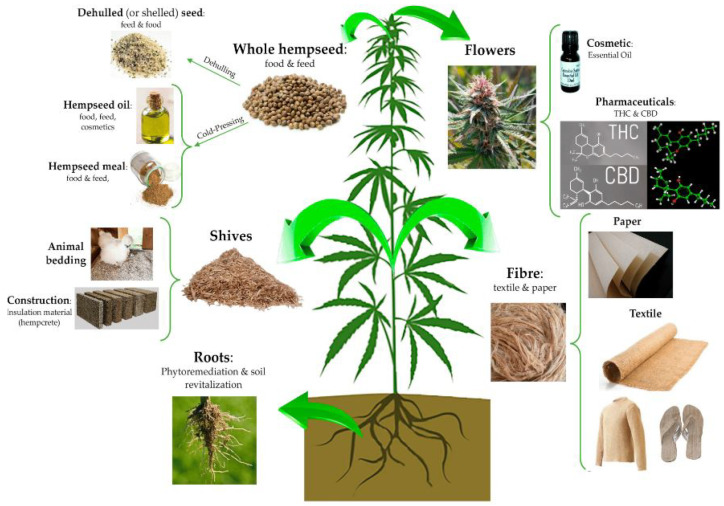 The versatile applications of the hemp plant; each part serves a specific purpose in various industries. Reprinted with permission from [47]. Copyright 2020, MDPI AG.