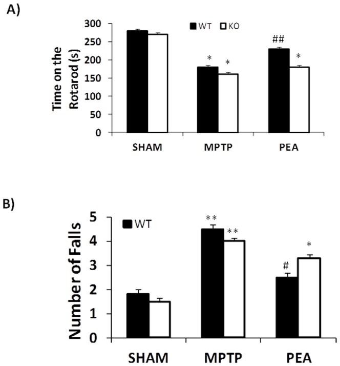 Effect of PEA treatment on motor function assessed by rotarod.Motor function after MPTP was also assessed using a rotarod apparatus. At 8 days after the MPTP injection, PPARαWT and PPARαKO mice exhibited a significant motor dysfunction as indicated by a decrease in the time period on rotarod and by an increased numbers of falls (A and B). The absence of PPARα gene significantly increases the motor dysfunction induced by MPTP. PEA treatment blunted the motor dysfunction in PPARαWT mice but not in PPARαKO mice.
