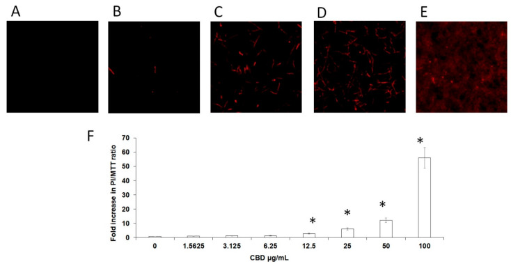 Membrane permeability of biofilm cells. C. albicans biofilms formed after a 24 h incubation with CBD were incubated with PI. A–E. PI-stained biofilms were observed by CLSM. PI staining of untreated control (A); biofilms treated with 3.12 μg/mL (B), 12.5 μg/mL (C), 50 μg/mL (D), or 100 μg/mL (E) CBD. Magnification 100×. (F). Relative PI fluorescence was measured in a plate reader. The ratios between dead cells and metabolically active cells in biofilms was calculated as PI fluorescence values divided on values obtained from MTT assay (PI/MTT ratio). Data are presented as a fold increase in PI/MTT ratio in treated biofilms compared to PI/MTT ratio in untreated biofilms. * Significantly lower than the untreated control (p < 0.05).