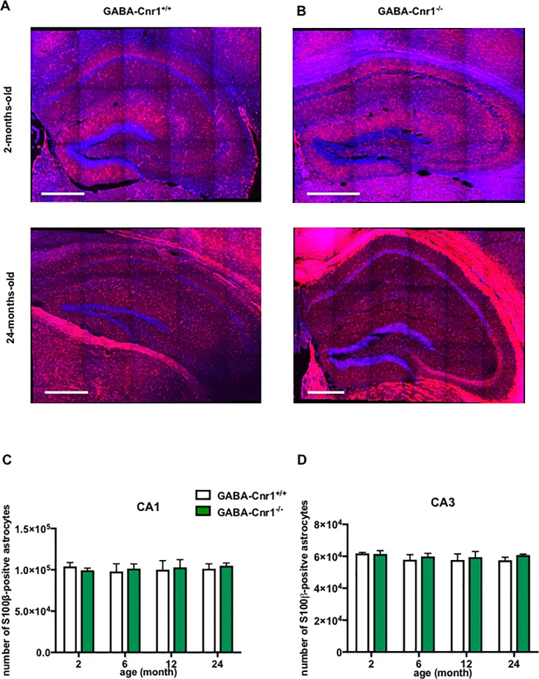 Representative photomicrographs of s100β-immunopositive astrocytic soma in the hippocampus of (A) GABA-Cnr1+/+ 2- months-old (upper panel) and 24-months-old (lower panel) and (B) GABA-Cnr1−/− 2- months-old (upper panel) and 24-months-old (lower panel) mice. Scale bars represent 500 μm. Quantitative stereological analysis of the total number of S100β-immunopositive astrocytic soma within hippocampal (C) CA1 and (D) CA3 regions in 2-, 6-, 12- and 24-month-old GABA-Cnr1-/- and GABA-Cnr1+/+ littermates. (n = 3 per age and genotype). Columns represent mean values, error bars standard error of means (SEM).