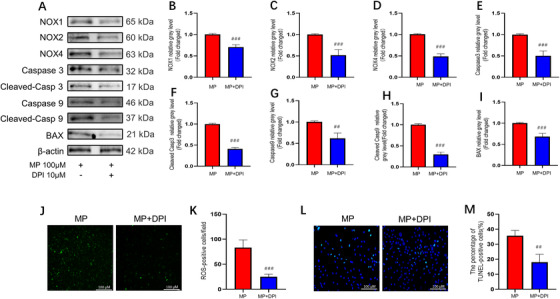Suppression of oxidative stress alleviated bone marrow mesenchymal stem cell (BMSC) apoptosis. (A–I) The relative expressions of NADPH oxidative isozymes and apoptosis‐related proteins. In MP+MJN110 group, BMSCs were pretreated with NOX inhibitor diphenyleneiodonium chloride (DPI) (10 μΜ) for 24 h; MP (100 μΜ) was then added for 24 or 48 h. (J) Reactive oxygen species (ROS) staining of BMSCs (methylprednisolone [MP] group versus MP + DPI group). The chronology of drug intervention is the same as that in (A). (K) Average number of ROS‐positive cells per field in both groups. (L) TUNEL staining was performed to test apoptotic rate in MP and MP + DPI group. The chronology of drug intervention is the same as that in (A). (M) Quantitative analysis of the positively TUNEL‐stained BMSCs ratio in (L) (n = 3, mean ± SD; #p < 0.05; ##p < 0.01; ###p < 0.005 versus MP group). These studies were performed at least three biological replicates