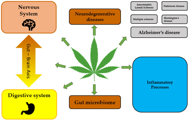 Direct and indirect effects of cannabinoids on nervous and digestive systems.