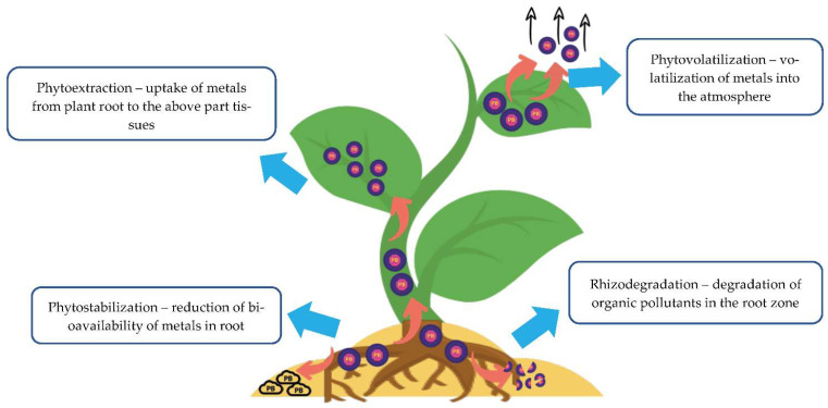 Mechanisms involved in the phytoremediation process.