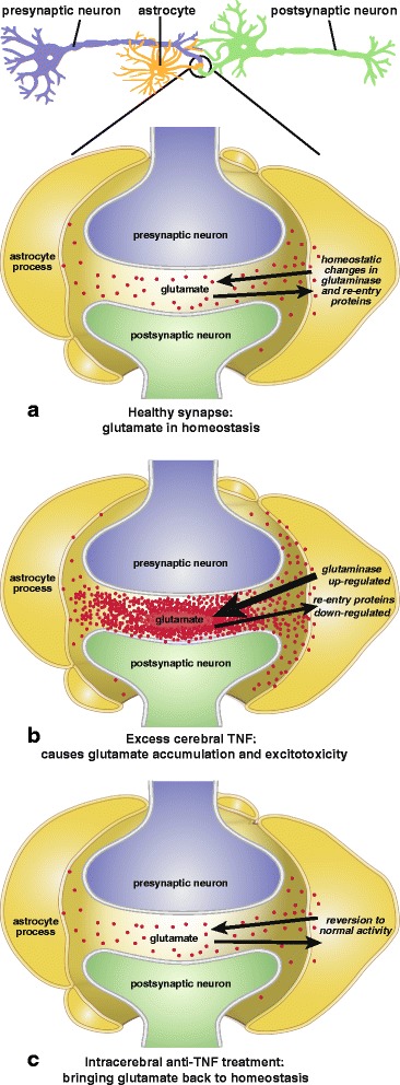 a Normal synapse, with physiological variations in TNF controlling glutamate levels in synaptic cleft through homeostatic activity of glutaminase and re-entry transporter proteins. b Excess cerebral TNF enhancing glutaminase and inhibiting re-entry transporter proteins, causing glutamate to accumulate to excitotoxic toxic levels. c Glutamate excess rapidly dispersed from synaptic cleft due to glutaminase reduction plus re-entry protein upregulation. Both occur together after treatment with intracerebral (perispinal) anti-TNF biologicals or non-specific TNF inhibitors (dithio-thalidomines, nilotinib, cannabinoids) by other routes. Glutaminase reduction alone occurs with DON, and re-entry protein upregulation alone with ceftriaxone and riluzole