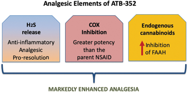 The analgesic effects of ATB-352 include contributions from H2S, cyclooxygenase inhibition, and endogenous cannabinoids. H2S-releasing NSAIDs have consistently exhibited substantially enhanced potency versus the parent drug. H2S-releasing NSAIDs (and H2S donors) markedly reduce the severity of NSAID-induced gastrointestinal damage while also promoting resolution of inflammation and repair of tissue damage. H2S-releasing NSAIDs also exhibit markedly enhanced potency with respect to inhibition of FAAH, resulting in maintained or enhanced levels of endogenous cannabinoids, such as anandamide. As shown in this study, endogenous cannabinoids contribute significantly to the enhanced analgesic effects of ATB-352 as well as to the markedly improved gastrointestinal safety versus a conventional NSAID (ketoprofen). NSAID, nonsteroidal anti-inflammatory drugs.