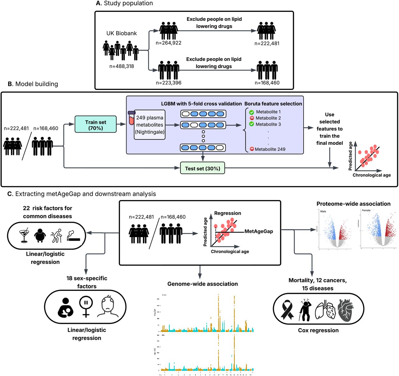 Overview of the study.(A) An overview of the study population - criteria used to select participants for the study. (B) A metabolome-based age clock was built for each sex using gradient boosting. The classification model was trained on 70% randomly selected males/females and tested on remaining data. Boruta feature selection algorithm was then used to select only relevant features for downstream analysis. (C) Extracting metAgeGap metric and using it for downstream analysis.