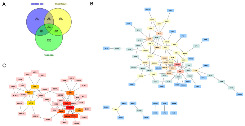 Identification of top 20 hub genes. (A) Venn diagram of GSE-DEGs, TCGA-DEGs and mixed module. (B) Protein–protein interaction network generated by the overlapped genes in three datasets. Red: high score; orange-yellow: intermediate score; blue: low score. (C) Protein–protein interaction network among 10 hub genes generated by Cytohubba. Greater scores in degree algorithm and relevant location in the network are represented by darker colors.