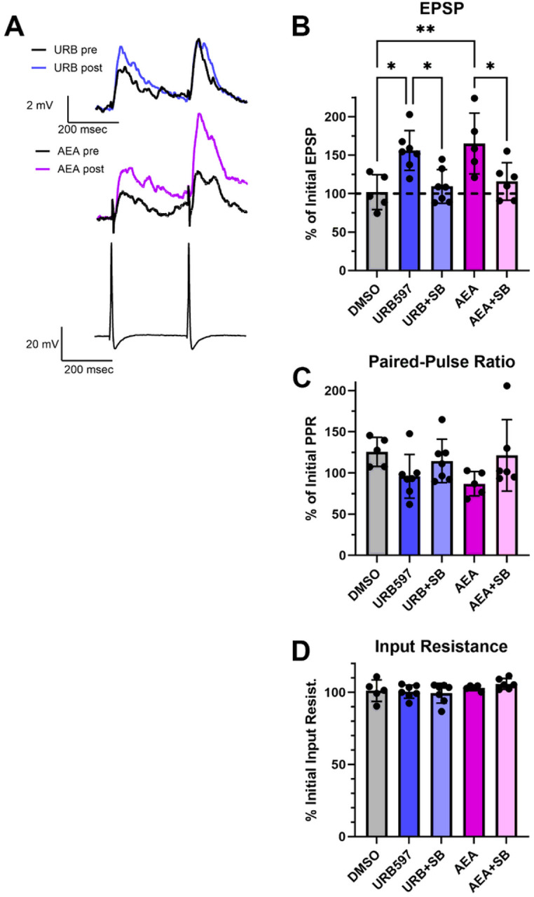 Pharmacological inhibition of FAAH mimics the effects of AEA on synaptic transmission. (a) Sample recordings of paired EPSPs in AP cells before and after 1 μM URB597 (top traces) or 1 μM AEA (middle traces). Bottom traces are a recording of the presynaptic P cell action potentials. (b) Both URB597 and AEA produced significant potentiation that was not observed in the vehicle control experiments (DMSO). Furthermore, the TRPV inhibitor SB366791 (10 μM) blocked potentiation in elicited by URB597 or AEA. (c) No changes in paired-pulse facilitation ratio (PPR) were observed in any of the experimental groups. (d) No changes in paired-pulse input resistance were observed in any of the experimental groups.