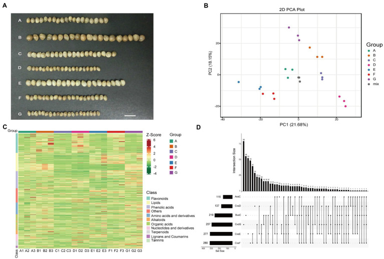 Overview of the detected metabolites in the seven hemp seed varieties. (A) Photographs of seven hemp seed varieties. (B) PCA score plot. (C) Clustering heatmap of all metabolites. Each sample is represented by a column, and each metabolite is represented by a row. The abundance of each metabolite is represented by a bar with specific color. The upregulated and downregulated metabolites are indicated by different shades of red and green, respectively. (D) Number of metabolites that detected in different comparison.
