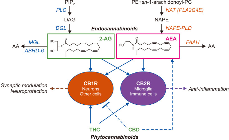 Simplified overview of the endocannabinoid (ECB) system. The ECB system is comprised of the CB1 and CB2 cannabinoid receptors (CB1R and CB2R), the endogenous ligands for CB receptors, anandamide (arachidonoyl ethanolamide, AEA) and 2-arachidonoyl-sn-glycerol (2-AG), and proteins involved in the biosynthesis and inactivation of ECBs. Receptor-operated phospholipase C (PLC) converts phosphatidylinositol-4,5-bisphosphate (PIP2) into 1,2-diacylglycerol (DAG). DAG is hydrolyzed by diacylglycerol lipase (DGL) forming 2-AG. 2-AG is subjected to hydrolytic cleavage catalyzed by monoacylglycerol lipase (MGL) or, to a lesser extent, α,β-hydrolase domain-containing protein 6 (ABHD-6). The biosynthesis of AEA starts from the production of N-arachidonoyl-phosphatidylethanolamine (NAPE), through the transfer of an arachidonate group from the sn-1 position of 1,2-diarachidonoyl-phosphatidylcholine (PC) to the free amino group of phosphatidylethanolamine (PE). NAPE is converted to AEA, catalyzed by a unique phospholipase D (PLD). AEA is degraded by the intracellular serine amidase, fatty acid amide hydrolase (FAAH). These ECB molecules bind and activate both CB1R and CB2R, which are also targeted by exogenously administered phytocannabinoids.