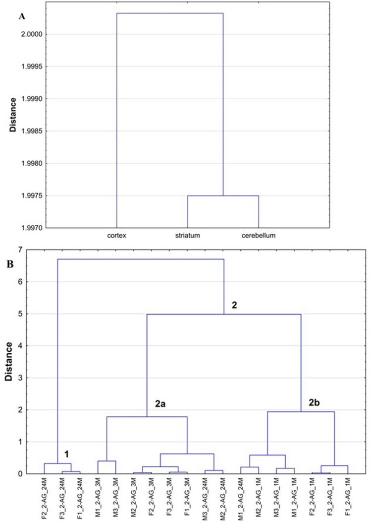 Dendrograms calculated by HCA on the basis of the established 2-AG levels in analyzed brain structures for male and female rats at different stage of development (1 month old, 3 months old and 24 months old) (A—objects, B—variables)