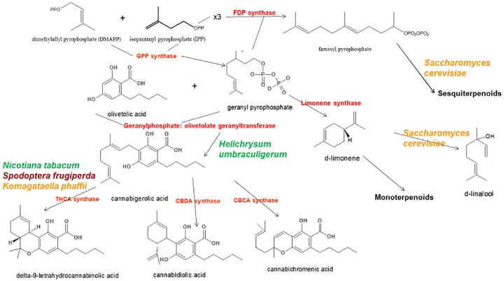 Biosynthetic pathways and enzymes (red) of Cannabis sativa, indication the natural species Helichrysum umbraculigerum, and alternative species (in color) that have been genetically modified to produce subsequent products [redrawn and updated from (Russo, 2011) using ACD/ChemSketch 2017.2.1].