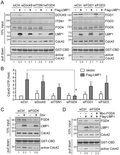 FGD4, a Cdc42 GEF, is involved in LMP1-mediated Cdc42 activation.(A) Identification of FGD4 as a GEF candidate involved in LMP1-mediated Cdc42 activation in NPC cells. The potential GEF involved in the activation of Cdc42 by LMP1 was identified by co-transfecting NPC-TW04 cells with 1 µg of Flag-LMP1 expression plasmid or empty vector (control), and siRNAs (25 µM) directed against DOCK9 (siDock9), intersectin-1 (siITSN1), FGD4 (siFGD4), FGD1 (siFGD1), FGD3 (siFGD3) or non-targeting control (siCtrl). Following a 6-h serum starvation at 48 h post-transfection, cells lysates were harvested for GST-CBD pull-down assays. The knockdown efficiency for individual GEFs was analyzed by Western blotting with the respective antibody. The level of active Cdc42 was determined as described above. The constant amounts of GST-CBD for pull-down assays were shown by Ponceau S staining. The results shown are representative of five independent experiments. Quantitative data are shown in B. The relative fold-changes in active Cdc42 are presented as means ± SDs (*P = 0.0052; paired t-test). (C) Confirmation of FGD4 involvement in 293 Tet-On cells. 293 Tet-On cells that had been transfected with 25 µM control or FGD4 siRNA and incubated for 24 h were further treated with Dox (5 µg/ml) for 24 h to induce LMP1 expression. Cell extracts were then harvested for GST-CBD pull-down assays and the level of active Cdc42 was determined as described above. (D) Normalizing the reduced levels of active Cdc42 in FGD4-depleted cells by re-introduction of FGD4. NPC-TW04 cells were co-transfected with 25 µM control or FGD4 siRNA, together with 1 µg of Flag-LMP1 expression plasmid or empty vector (control), plus 2 µg of pMyc-FGD4 expression plasmids or Myc vector. Following a 6-h serum starvation at 48 h post-transfection, cells lysates were harvested for GST-CBD pull-down assays, and the level of active Cdc42 was analyzed as described above.