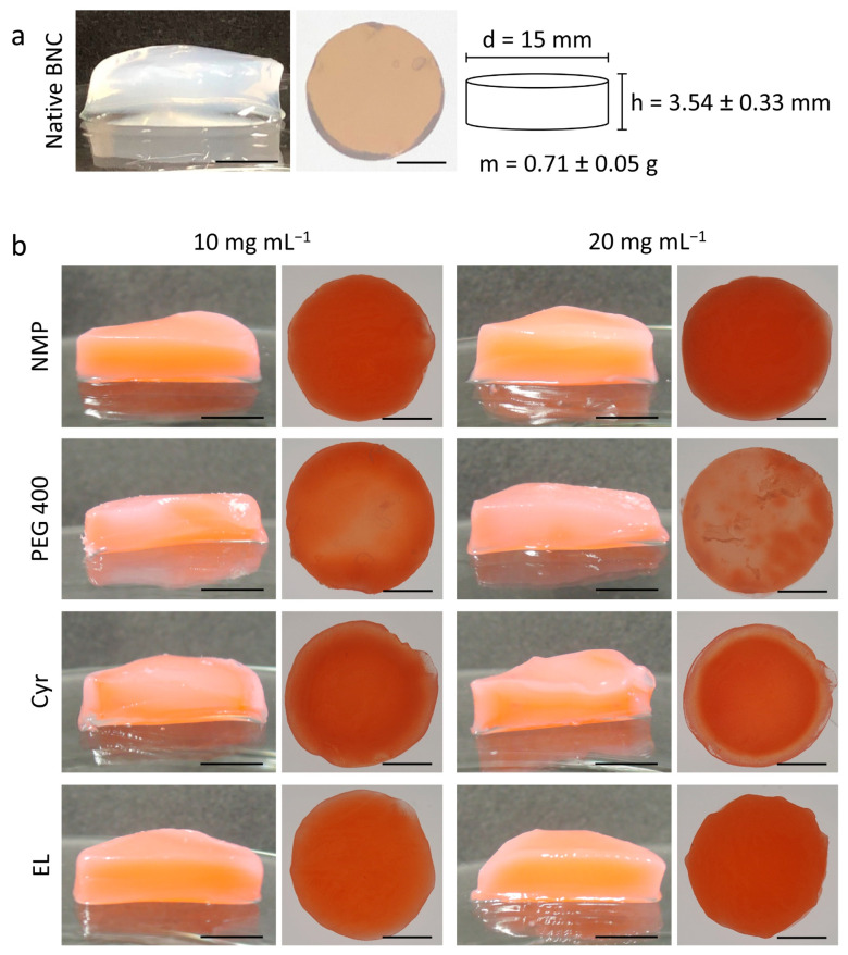 (a) Macroscopic cross-section and top view with the backlight of native BNC after synthesis and purification (scale bars = 5 mm), schematic depiction of diameter, height, and weight (mean ± SD, n = 50) of the used fleeces. (b) Macroscopic cross-section and top view with the backlight of BNC fleeces after in situ precipitation of PLGA using different organic solvents containing the lipophilic dye Sudan III (scale bars = 5 mm).