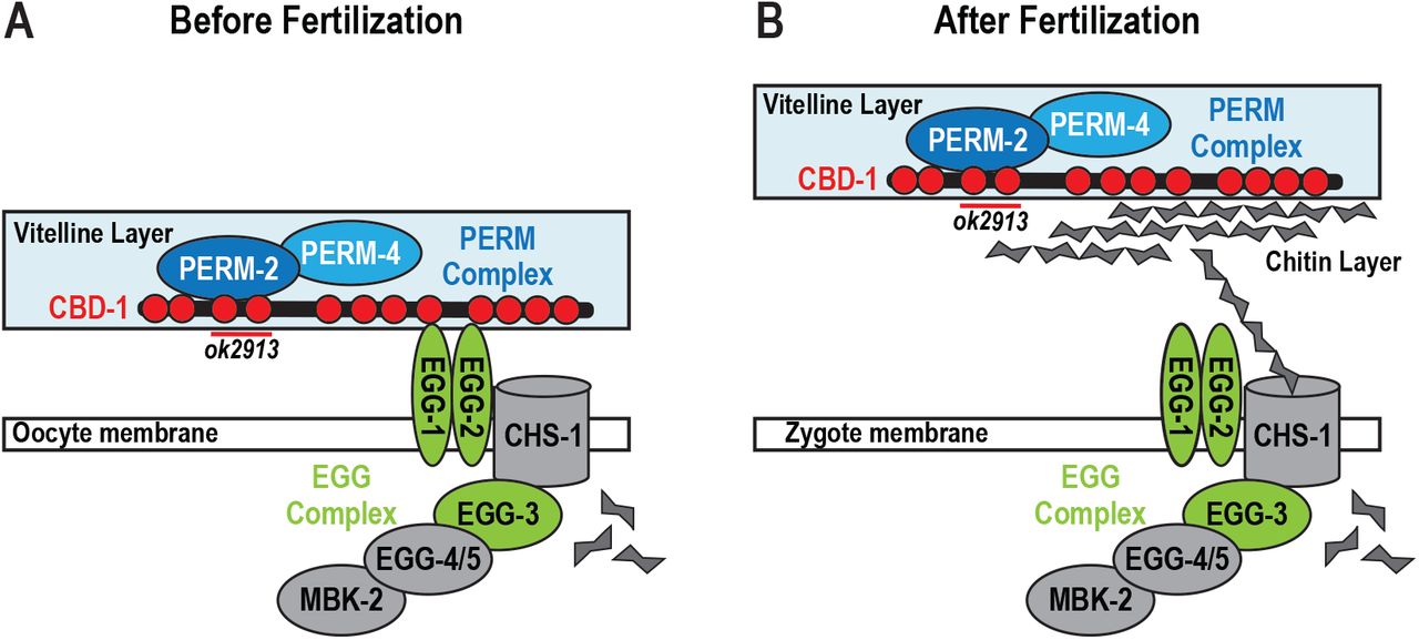 Model for vitelline layer remodeling in C. elegans(A) Proposed structure of the vitelline layer before fertilization. CBD-1 (red) recruits PERM-2 and PERM-4 (blue) through two N-terminal chitin-binding domains (red circles, deleted by the ok2913 allele). CBD-1 also stabilizes the EGG complex (green and gray) through domains distinct from those required for vitelline layer organization. Members of the EGG complex are required for fertilization and egg activation. (B) After fertilization, synthesis of chitin may disrupt the interaction between CBD-1 and the EGG complex, allowing the vitelline layer to lift from the zygote surface. CBD-1 maintains association with the PERM complex in order to remodel the vitelline layer into a diffusion barrier that restricts entry and exit of large molecular weight compounds.