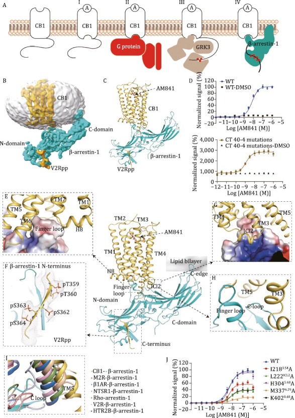 Cryo-EM structure of CB1-βarr1 complex and interaction mode. (A) Agonist (A)-induced conformational changes in CB1 (I) lead to heterotrimeric G protein activation (II) and subsequent GRK3-mediated CB1 phosphorylation (red circles) (III). βarr1 then binds to the transmembrane (TM) bundle of phosphorylated CB1 (IV). (B) Cryo-EM density map of phosphorylated CB1c-V2R with V2Rpp (yellow) in complex with AM841 and βarr1. (C) Overall structure of the AM841-CB1c-V2R–βarr1 complex. (D) AM841 activated WT CB1 and the construct for structure determination (CT40-4 mutations: CB1 C-terminal truncation of 40 residues 433-472 and 4 mutations (T2103.46I, E2735.37K, T2835.47V, and R3406.32E)) in Tango assay. (E) Zoom-in view of the βarr1 finger loop (as electrostatic surface) inserting into the CB1 TM bundle. (F) Zoom-in view of βarr1 N-domain bound to phosphorylated V2R tail fused in CB1 C-terminus. (G) Zoom-in view of the interaction between ICL2 of CB1 and βarr1. (H) Zoom-in view of finger loop and C-loop binding in CB1. (I) A comparison of insertion angles of C-loops in the different GPCR–arrestin complex structures, M2R-β-arrestin-1 (PDB:6U1N), β1AR-β-arrestin-1 (PDB: 6TKO), NTSR1-β-arrestin-1 (PDB: 6UP7), Rho-arrestin-1 (PDB: 4ZWJ), V2R-β-arrestin-1 (PDB: 7R0C), HTR2B-β-arrestin-1 (PDB: 7SRS). (J) AM841 induced activation of WT and mutants of CB1 in Tango assay.