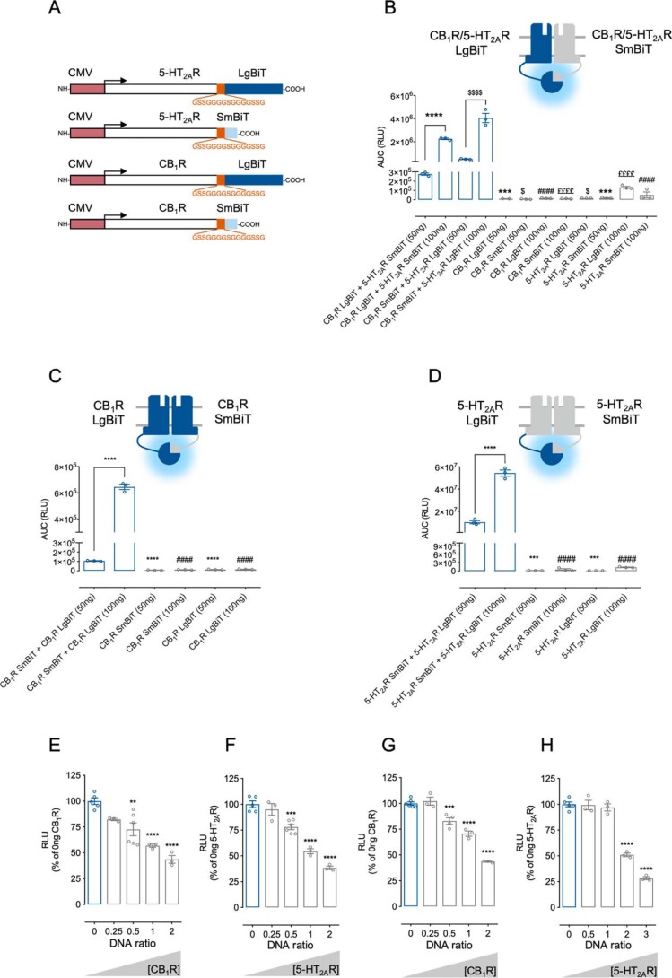 NanoBiT complementation can be used to estimate oligomer affinities. A, schematic representation of the CMV-promoter NanoBiT fusion proteins. HEK293 cells were transiently transfected with all possible orientations of LgBiT and SmBiT C-terminal fusions at two different DNA ratios (50 or 100 ng of receptor/well) to assess 5-HT2AR–CB1R heteromers (B) or CB1R (C) and 5-HT2AR (D) homomers. Disruption of CB1R (E) and 5-HT2AR (F) homomers and 5-HT2AR–CB1R heteromers (G and H) was assessed in the presence of increasing untagged receptor concentrations (see below panels). In B–D, data are mean area under the curve (RLU) ± S.E. (n = 3). In B, statistical significance was evaluated by one-way analysis of variance (ANOVA) followed by Bonferroni post hoc tests showing significant effects for CB1R LgBiT + 5-HT2AR SmBiT (50 ng) against the same configuration at 100 ng/well or each equivalent individual construct (***, p ≤ 0.001; ****, p ≤ 0.0001), for CB1R LgBiT + 5-HT2AR SmBiT (100 ng) over each equivalent individual construct (####, p ≤ 0.0001), for CB1R SmBiT + 5-HT2AR LgBiT (50 ng) over the same configuration at 100 ng/well or each equivalent individual construct ($, p ≤ 0.05; $$$$, p ≤ 0.0001), and for CB1R SmBiT + 5-HT2AR LgBiT (100 ng) over each equivalent individual construct (££££, p ≤ 0.0001). In C and D, statistical significance was evaluated as in B, showing significant effects for CB1 SmBiT + CB1R LgBiT (50 ng) or 5-HT2AR SmBiT + 5-HT2AR LgBiT (50 ng) over the same configuration at 100 ng/well or each equivalent individual construct (***, p ≤ 0.001; ****, p ≤ 0.0001) and for CB1 SmBiT + CB1R LgBiT (100 ng) or 5-HT2AR SmBiT + 5-HT2AR LgBiT (100 ng) over each individual construct (####, p ≤ 0.0001). In E–H, values are mean ± S.E. (error bars) (n ≥ 3) of the percentage of luminescence normalized to 0 ng of nontagged competitor. For each condition, statistical significance was evaluated by one-way ANOVA followed by Bonferroni's post hoc tests showing significant effects over 0 ng of nontagged competitor (**, p ≤ 0.01; ***, p ≤ 0.001; ****, p ≤ 0.001). CMV, human cytomegalovirus immediate-early promoter.