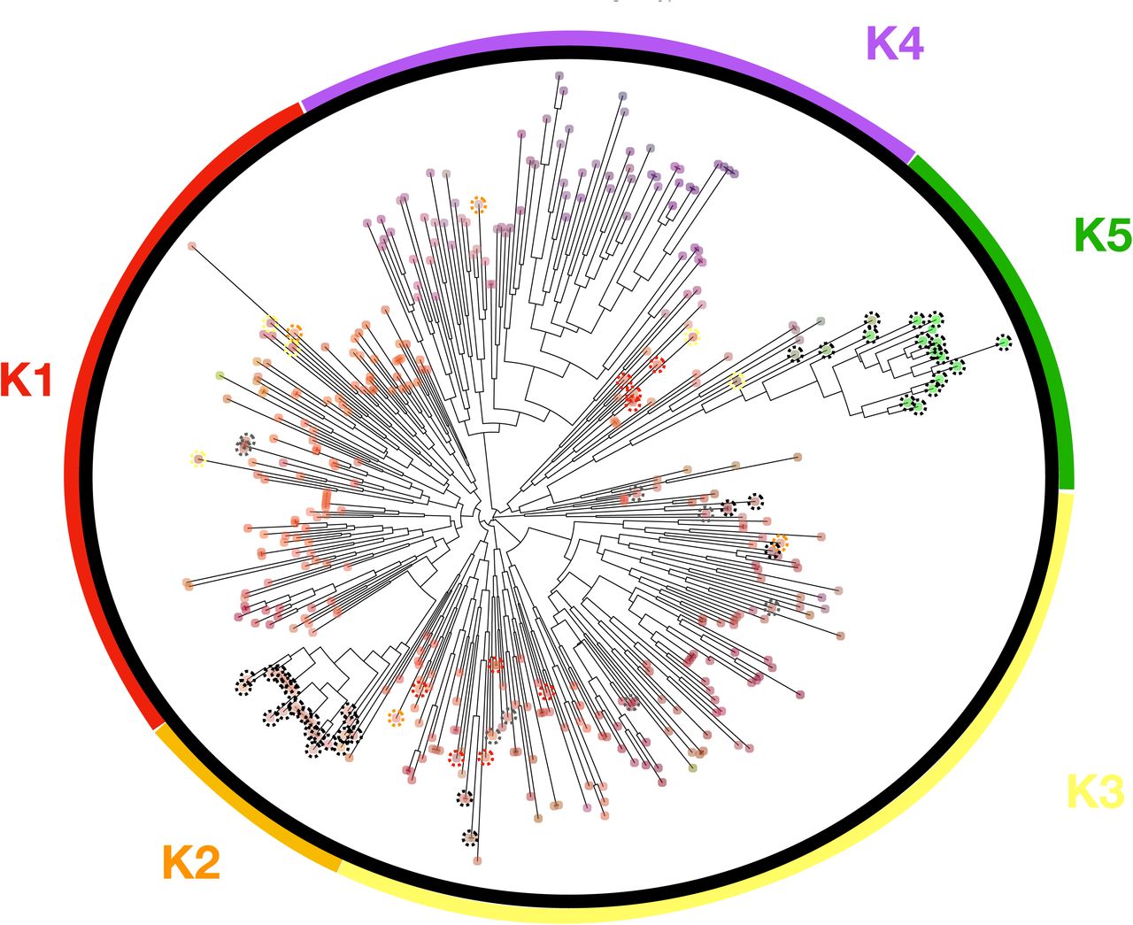 Neighbour-joining tree.Showing the relative location of the 420 Cannabis accessions type at 22SNP. DAPC clusters are shown with K1-K5 represented by different colors. K1-K4 are resin type Cannabis and K5 is the fiber type Cannabis or hemp. Colored dotted circles highlight individuals assigned differently between the neighbor-joining tree and DAPC clusters. Type-III plants are shown with a dotted black circle and type-II plants are shown with dotted grey circle.