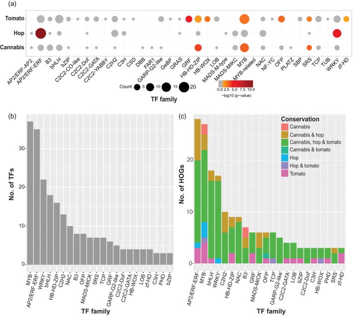 The distribution and conservation of transcription factors (TFs) associated with glandular trichome (GT)‐specific genes.(a) Significantly enriched TF families within the three species' GTs (hypergeometric test; P‐value <0.05). The size and colour of each circle represent TF count per family and the enrichment P‐value range (−log10 of the P‐value), respectively.(b) The number of TFs belonging to different TF families across each of the three species.(c) The conservation levels of members within each TF family across cannabis, hop and tomato determined by hierarchical orthogroup analysis.