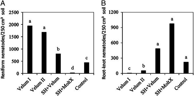 Abundance of A) reniform and B) root-knot nematodes on sweet potato affected by treatments in Trial III. Means (n = 12) followed by the same letter(s) are not different according to Waller-Duncan k-ratio (k = 100) t-test. Velum I = fluopyram treatment at 0 and 3 months after crop planting; Velum II = fluopyram treatment at 2 weeks and 3 months after crop planting; SH + Velum = pre-plant sunn hemp cover crop followed by fluopyram at 1 and 3 months after crop planting; SH + MoltX = pre-plant sunn hemp cover crop and monthly azadirachtin treatment; Control = untreated bare ground.