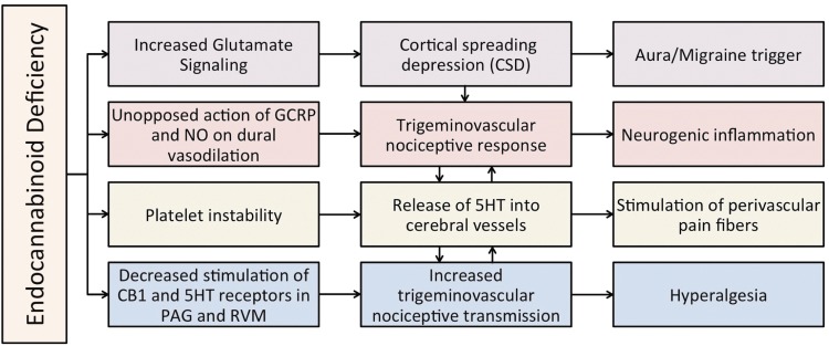 Proposed model of the influence of cannabinoids on headache pathogenesis. Each branch corresponds to a mechanistic category listed in Table 3. Orange=systemic; purple=cortex; red=vasculature; green=platelets; blue=brainstem.
