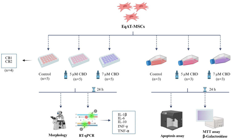 Experimental design. Equine adipose tissue-derived mesenchymal stem cells (EqAT-MSCs) (P3) were primed with 5 µM of cannabidiol (CBD)-rich cannabis extract + complete culture medium and the other group was primed with 7 µM of CBD-rich cannabis extract + complete culture medium. EqAT-MSCs cultured in a complete culture medium were used as the control. After 24 h of priming, the morphological evaluation and gene expression analysis of cytokines such as interleukin 1 beta (IL-1β), interleukin 6 (IL-6), interleukin 10 (IL-10), interferon-gamma (IFN-γ), and tumor necrosis factor-alpha (TNF-α) were performed. Cell metabolic activity was assessed using the MTT assay, and cellular senescence was evaluated through β-galactosidase activity. The apoptosis assay was carried out using annexin and 7-AAD. In addition to the evaluation of cannabinoid receptors 1 (CB1) and 2 (CB2) gene expression in naïve EqAT-MSCs (P2–P5). Created in BioRender. (https://BioRender.com/q24g045 (accessed on 23 April 2025)).