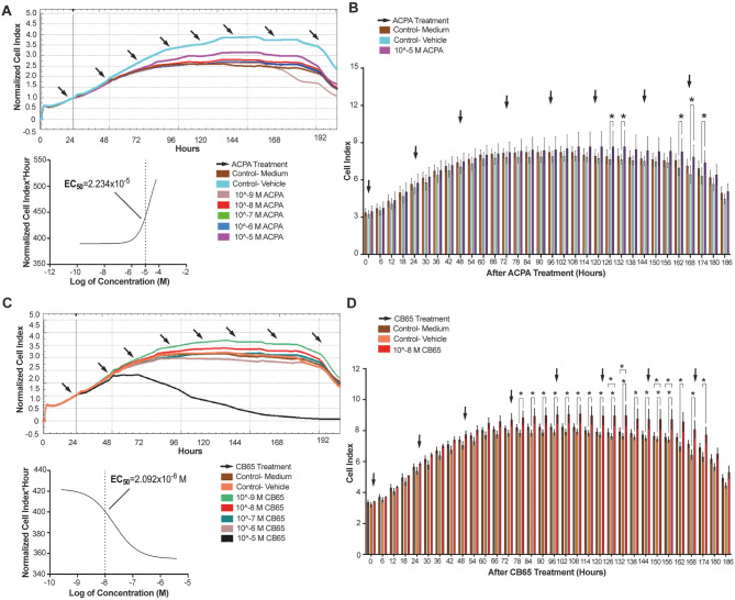 CB65 increases the proliferation of hiPSCs, while ACPA reduces the proliferation (A) Normalized CI values of 10− 9- 10− 5 M ACPA- applied groups on hiPSCs for 200 h in comparison to medium and vehicle controls (%0.001 ethanol) applied controls sorting EC50 for ACPA by RTCA. (B) ACPA presents a therapeutic window at 10− 5 M on 126, 132 and 162–174 h. (C) Normalized CI values of 10− 9- 10− 5 M CB65 applied groups for 200 h in comparison to medium and vehicle applied (%0.001 DMSO) controls, sorting the EC50 value for CB65 by RTCA. (D) CB65 presents a therapeutic proliferative window at 10− 8 M between 78 and 174 h. * p < 0.05