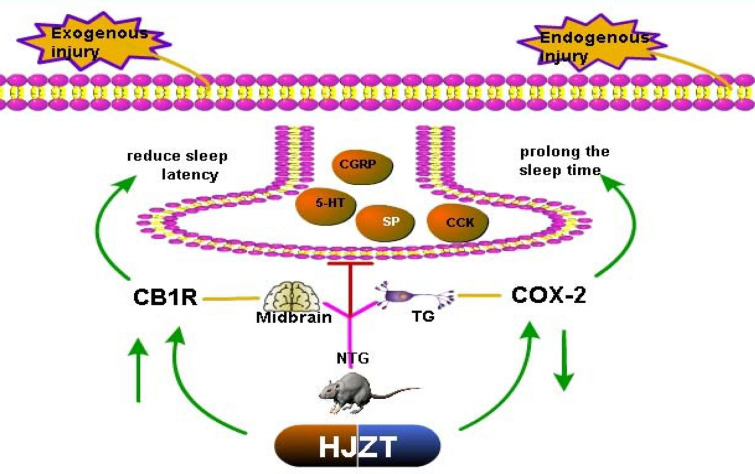 Regulatory mechanism of HJZT in the rat model of NTG-induced migraine