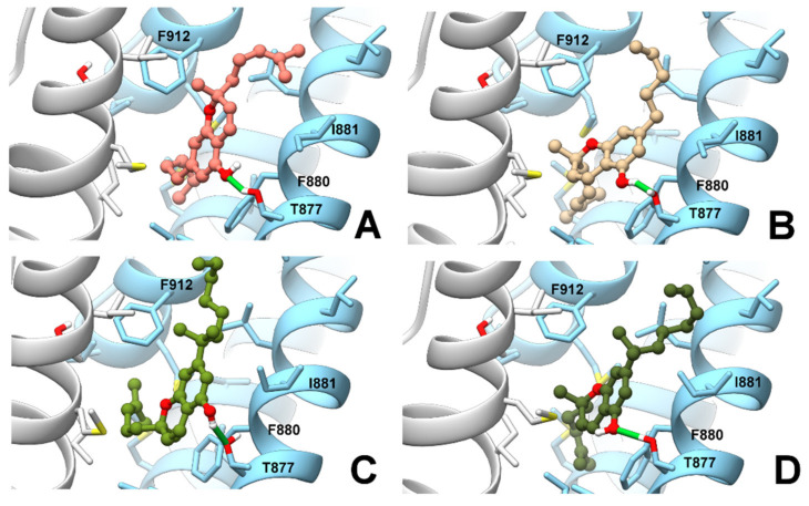 Representative complexes of the rTRPA1 model with (R)-CBC (colored in salmon, panel (A)), (S)-CBC (colored in tan, panel (B)), (R)-CBC-DMH (colored olive drab, panel (C)) and (S)-CBC-DMH (colored in dark green, panel (D)). A ribbon representation is used for the protein backbone and sticks for protein side chains of residues within 5 Å from the ligand, in ball & stick representation. H-bonds are shown as green sticks. Carbon atoms are painted according to receptor subunits. Sulfur, oxygen, and polar hydrogen atoms are painted yellow, red, and white, respectively.