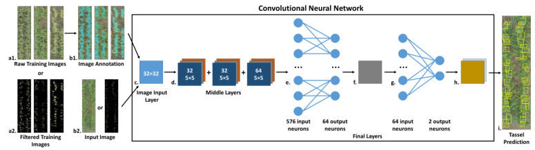 A basic overview of the tassel prediction pipeline in the CBD approach. A training dataset of plot-level images (a1) is selected and manually annotated to mark locations of tassels visible in the images with bounding boxes (b1). Alternatively, these same images can also be filtered to remove pixels associated with non-tassel elements (a2). The annotation data remain the same regardless of image filtering. The training dataset and annotation coordinates are then used to train the CNN. Once trained, input images (b2) can be fed to the CNN for tassel prediction. As with the training images, the input images may alternatively be filtered to eliminate extraneous pixels that can reduce the prediction accuracy. The CNN itself consists of a 32 × 32 image input layer (c); a series of three clustered middle layers, each consisting of a convolutional layer with 32 5 × 5 convolutions (or 64 convolutions in the final cluster); a rectified linear unit; a 3 × 3 max pooling layer (d); and a final set of layers consisting of one fully connected layer with 64 output neurons (e), a rectified linear unit (f), an additional fully connected layer with two output neurons (one to identify tassels and the other to identify background) (g), a SoftMax layer, and a final classification layer (h). The predicted tassel regions are then marked with bounding boxes in the input image (i).