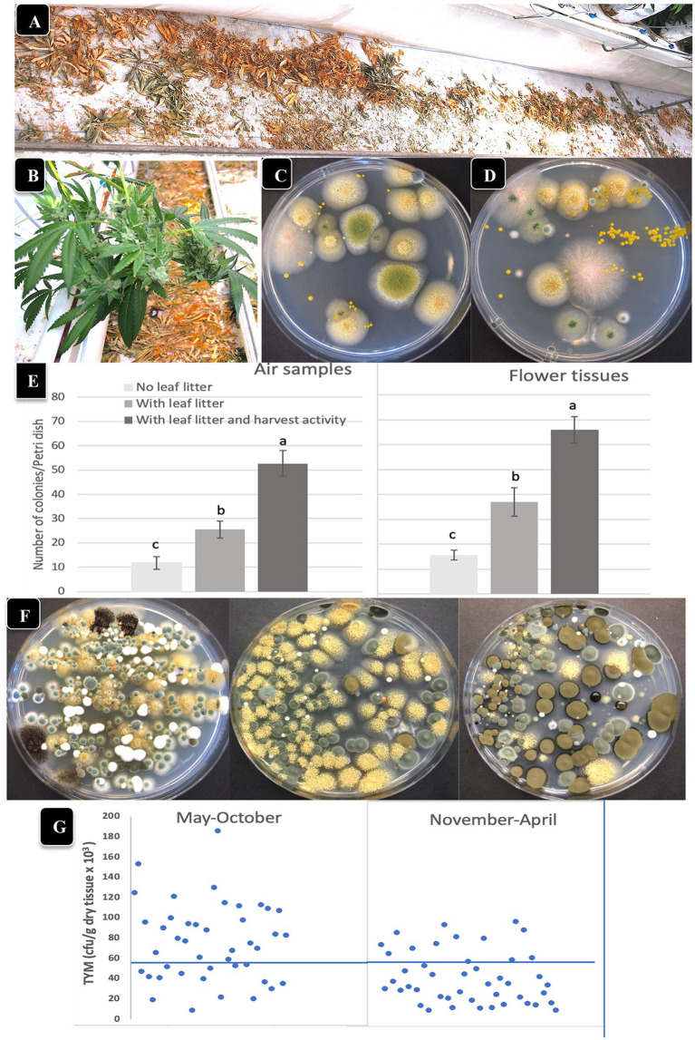 The impact of leaf litter left on the greenhouse floor on total yeast and mold levels present in the air and on adjacent cannabis inflorescences. (A,B) Leaf litter was purposely left on the floor to dry below cannabis plants. (C,D) Grinding and plating samples of leaf litter onto PDA + S reveals the presence of Aspergillus, Fusarium and Penicillium. (E) Comparison of TYM levels in air samples (left) and on cannabis inflorescences (right) in the absence and presence of leaf litter, and in the presence of leaf litter with harvesting activity by workers. Vertical bars show the mean of 20 Petri dishes with error bars reflecting 95% confidence intervals. Letters above bars denote significant differences according to Tukey’s post-hoc test (p < 0.05). (F) Petri dishes with colonies of TYM exceeding 100,000 cfu/gm originating from cannabis inflorescences exposed to leaf litter and harvesting activities. Yellow colonies are Aspergillus ochraceus, dark brown colonies are Cladosporium cladosporiodies, and blue-green colonies are Penicillium spp. (G) Comparison of TYM levels in cannabis inflorescences in fresh samples harvested during the period May–October versus November–April. A greater number of samples exceeded the threshold limit, indicated by the horizontal line at 50,000 cfu/g, in the May–October period.