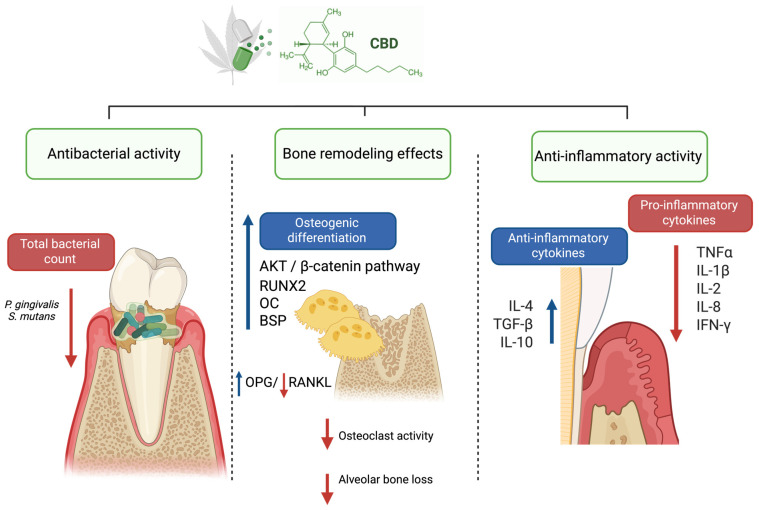 Modulatory effects of CBD in periodontal disease. Created in BioRender. Stefanescu, R. (2026), https://BioRender.com/np2zhx5 (accessed on 12 March 2026).