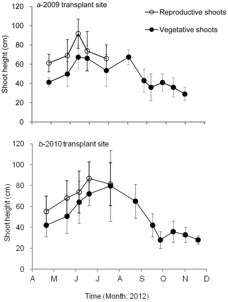 Variations in shoot height (cm) of Zostera marina at the 2009 (a) and 2010 (b) transplant sites.○, reproductive shoots; •, vegetative shoots. Values are means ± SD.
