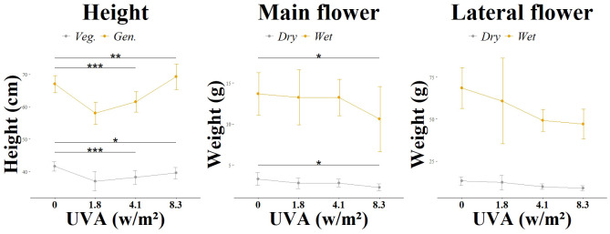Morphological changes according to light group. Different UV intensities and ratios were tested: L3 main flower and L3 lateral flower in a UVA: UVB ratio of 99:1 and at varying intensities (0.0 W/m2, 1.81 W/m2, 4.12 W/m2, 8.36 W/m2). Significance level: *:(P ≤ 0.05), **: (P ≤ 0.01), ***: (P ≤ 0.001).