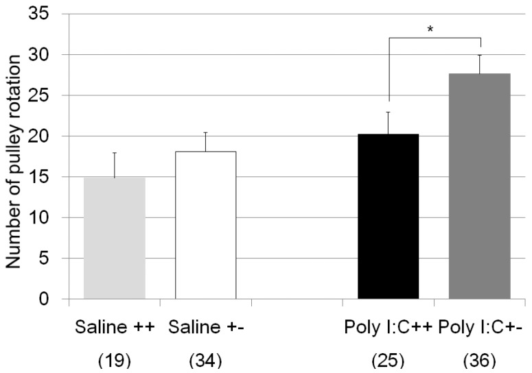Anxiety-like behavior of mice in the rotated pulley model induced by Poly I:C injection. Mice that display anxiety-like behavior rotated the pulley faster in order to crawl up from water. The vertical axis shows number of pulley rotation. Light gray bar indicates the wild type saline treated mice, white bar represents the heterozygote saline treated mice, black bar represents the wild type Poly I:C treated mice, and dark gray bar represents the heterozygote Poly I:C treated mice. Number of subjects for each group is shown in parenthesis. There was * Significant difference between the genotypes when the mice were treated with Poly I:C (p = 0.03).