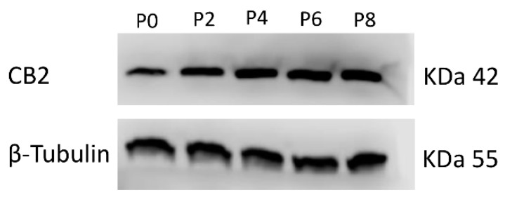 Protein density was determined by Western blotting, starting from 15 μg of total lysates. The most representative image is displayed. The proteins were detected using Image Studio Digits software.