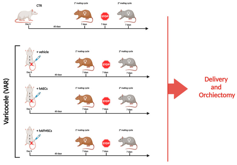 Experimental study design. Experimental groups considered for the research study: 1. CTR (n = 10); 2. +vehicle (n = 10), VAR-induced animals receiving the volume (50 μL) of medium used for cell resuspension, 3. +hAECs (n = 10) and 4. +hAFMSCs (n = 10) VAR animals receiving in 50 μL of IMDM with 0.5 × 106 PKH26–marked cells. To assess the influence of VAR treatment on male reproductive outcomes, animals after sixty days from surgical procedures were bred with two different females of proved fertility to promote two consecutive mating cycles. Each mating cycle lasted 7 days and was spaced by 7 days of reproductive stop. The experimental animals were sacrificed, and bilateral orchiectomies were performed when both broods were delivered, and the number of newborns were recorded. Figure created with Biorender.com (accessed on 14 April 2023).