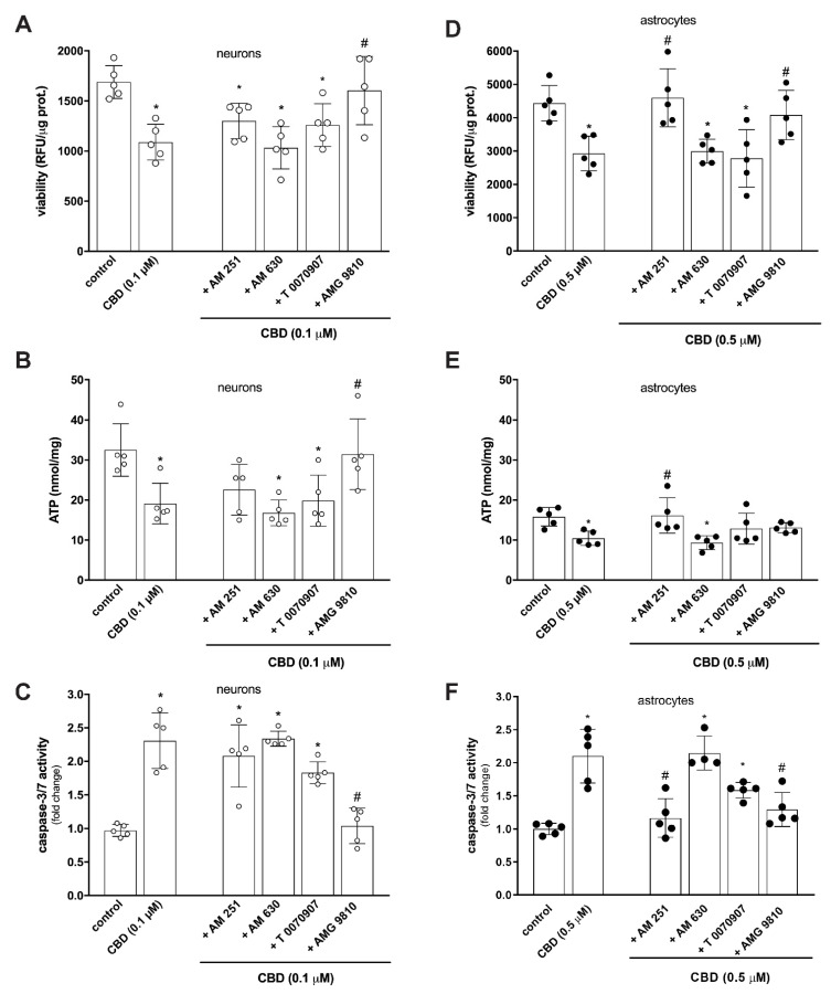 CBD decreases viability, affects cellular energetic supply, and activates caspases 3/7 in rat cortical neurons and astrocytes by TRPV1 and CB1/TRPV1 receptor activation, respectively. (A–C) Neurons were preincubated for 1 h with specific antagonists of CB1 (AM 251), CB2 (AM 630), PPARγ (T 0070907), or TRPV1 (AMG 9810) receptors, all at 0.1 µM, prior to 24 h challenge with 0.1 µM CBD. (A) Cell viability was evaluated by resazurin-based metabolic assay; data (relative fluorescence units—RFU) were normalized to protein concentration and shown as mean ± SD (n = 5). One-way ANOVA, Dunnett’s post hoc test, * p < 0.05 vs. control, # p < 0.05 vs. 0.1 µM CBD. (B) ATP levels were determined using ATPlite 1-step assay system; data were normalized to protein concentration and shown as mean ± SD (n = 5). One-way ANOVA, Dunnett’s post hoc test, * p < 0.05 vs. control, # p < 0.05 vs. 0.1 µM CBD. (C) Caspase 3/7 activity was evaluated by Caspase-Glo 3/7 Assay; data were normalized to the mean value of the control and shown as mean ± SD (n = 5). One-way ANOVA, Dunnett’s post hoc test, * p < 0.05 vs. control, # p < 0.05 vs. 0.1 µM CBD. (D–F) Astrocytes were preincubated for 1 h with specific antagonists of CB1 (AM 251), CB2 (AM 630), PPARγ (T 0070907), or TRPV1 (AMG 9810) receptors, all at 0.5 µM, prior to 24 h challenge with 0.5 µM CBD for viability and ATP evaluation or to 8 h challenge for caspase 3/7 evaluation. (D) Cell viability was evaluated by resazurin-based metabolic assay; data (relative fluorescence units-RFU) were normalized to protein concentration and shown as mean ± SD (n = 5). One-way ANOVA, Dunnett’s post hoc test, * p < 0.05 vs. control, # p < 0.05 vs. 0.5 µM. (E) ATP levels were determined using ATPlite 1-step assay system; data were normalized to protein concentration and shown as mean ± SD (n = 5). One-way ANOVA, Dunnett’s post hoc test, * p < 0.05 vs. control, # p < 0.05 vs. 0.5 µM CBD. (F) Caspase 3/7 activity was evaluated by Caspase-Glo 3/7 Assay; data were normalized to the mean value of the control and shown as mean ± SD (n = 5). One-way ANOVA, Dunnett’s post hoc test, * p < 0.05 vs. control, # p < 0.05 vs. 0.5 µM CBD.